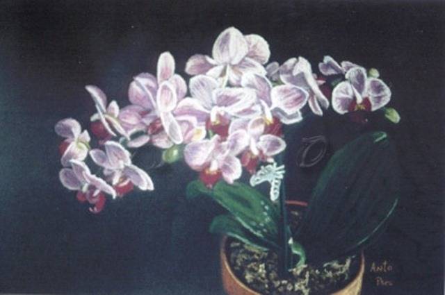 Orchidées Phalaenopsis (3)